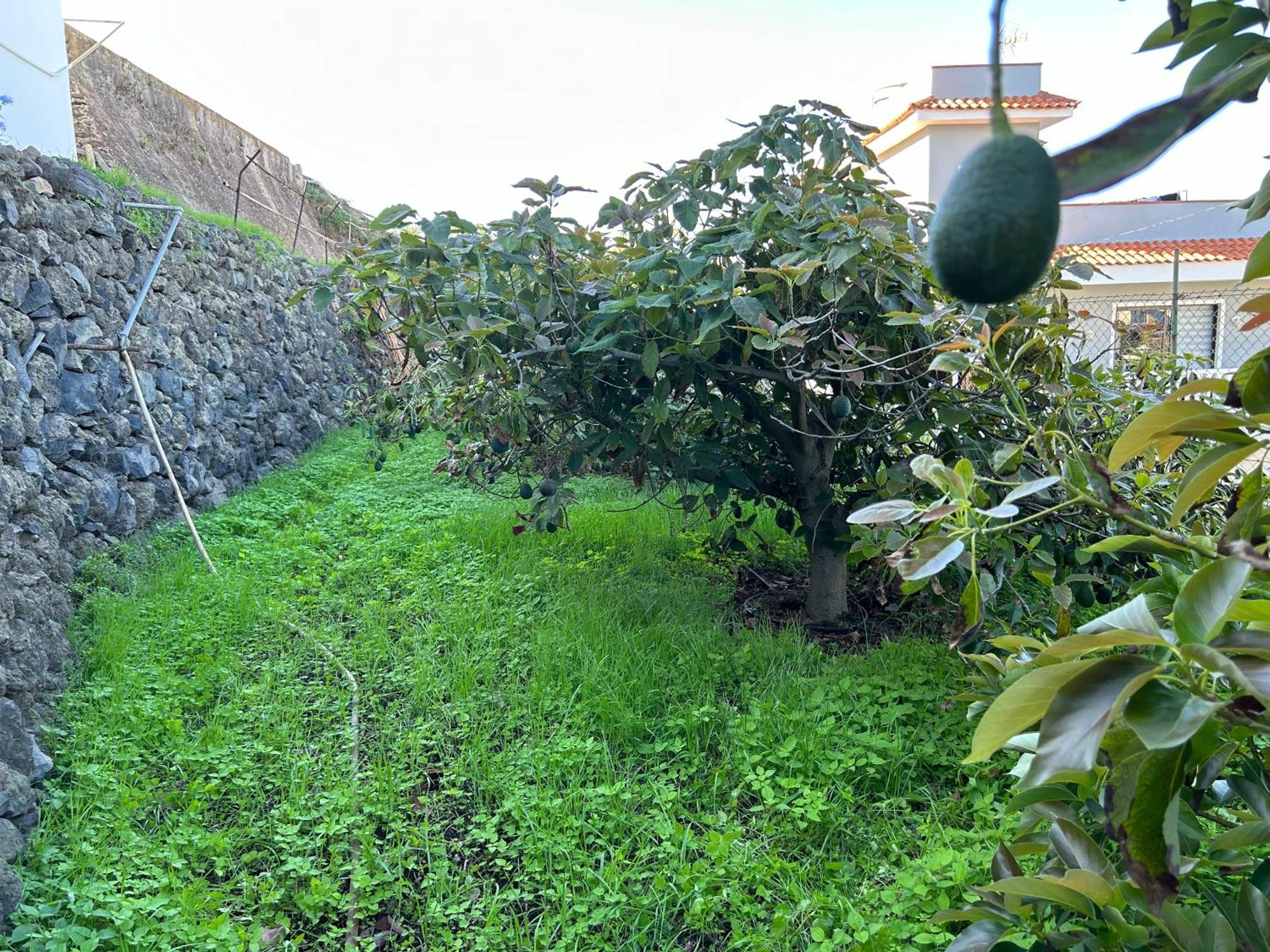 Appartamento Casa La Oliva Garachico  Esterno foto