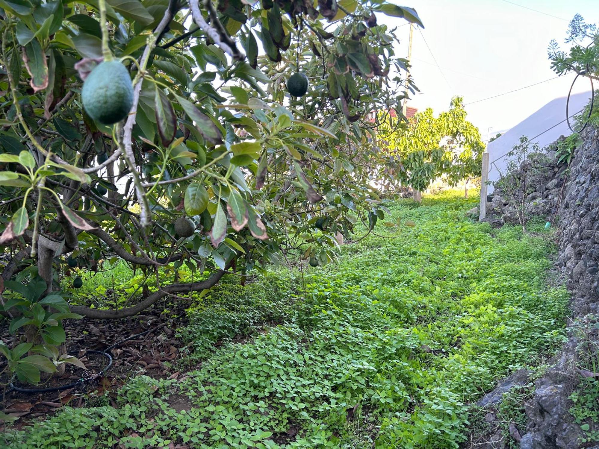 Appartamento Casa La Oliva Garachico  Esterno foto