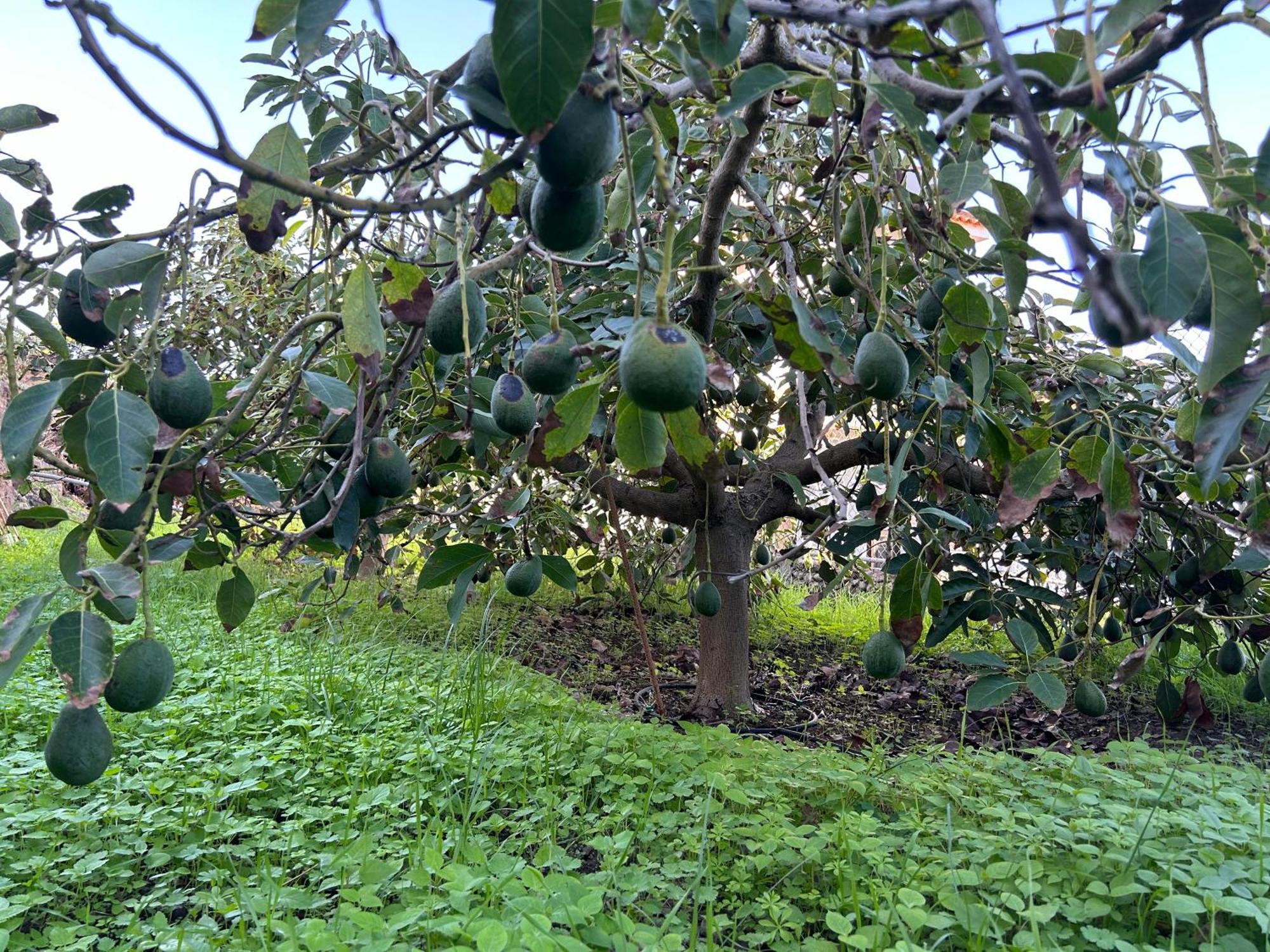 Appartamento Casa La Oliva Garachico  Esterno foto